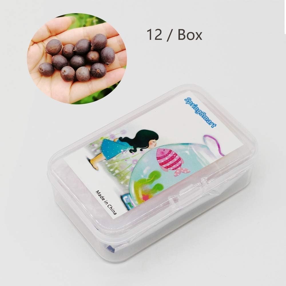 Unique Gift of Lotus Flower Seeds – 12 Count, Purifies Air & Water, Mixed Colors