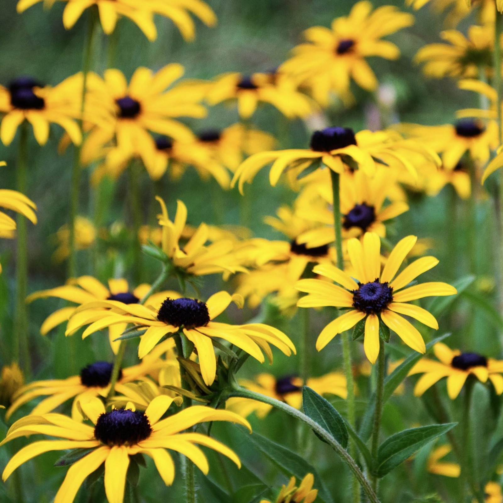 Seed Needs Black Eyed Susan Seeds for Planting 1200 Seeds Rudbeckia Hirta