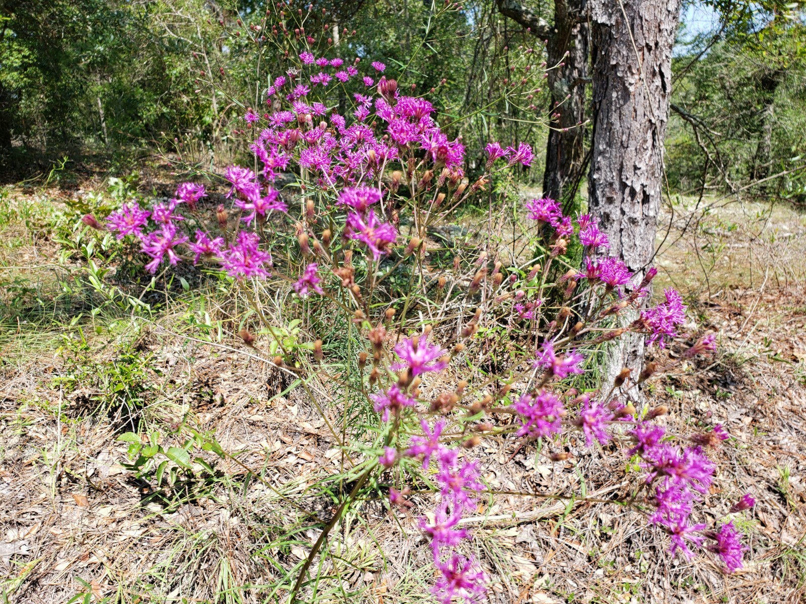 Florida Ironweed | Veronia Gigantea | Florida Native | Organic | 25+ Seeds