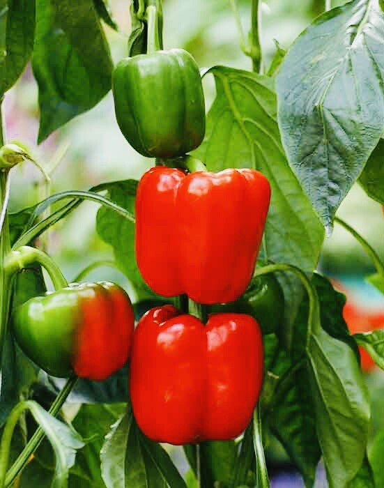 CALIFORNIA WONDER BELL PEPPER SEEDS Heirloom NON GMO Fresh Harvest Free Shipping