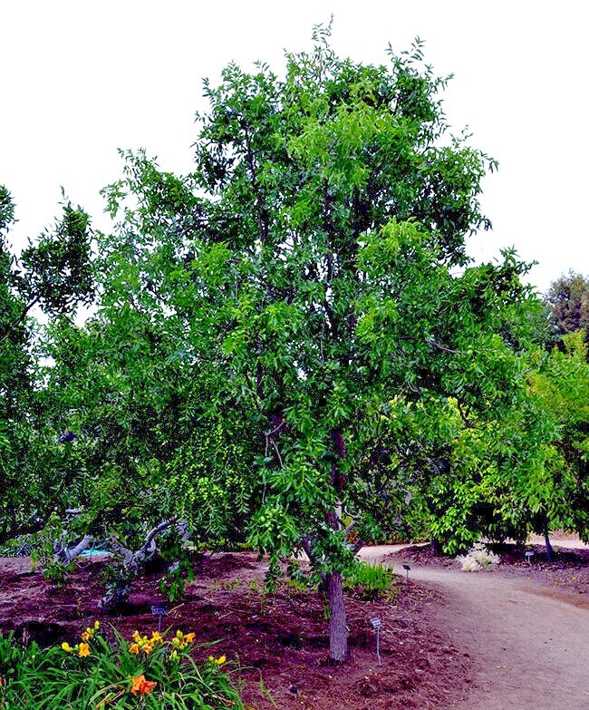 10 JUJUBE FRUIT TREE SEEDS RED CHINESE DATE INDIAN PLUM Superfruit Fast Hardy