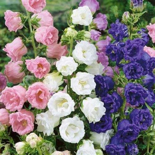 Canterbury Bells Seeds Campanula Rainbow Florist’s Dream Mixed Colors Flowers