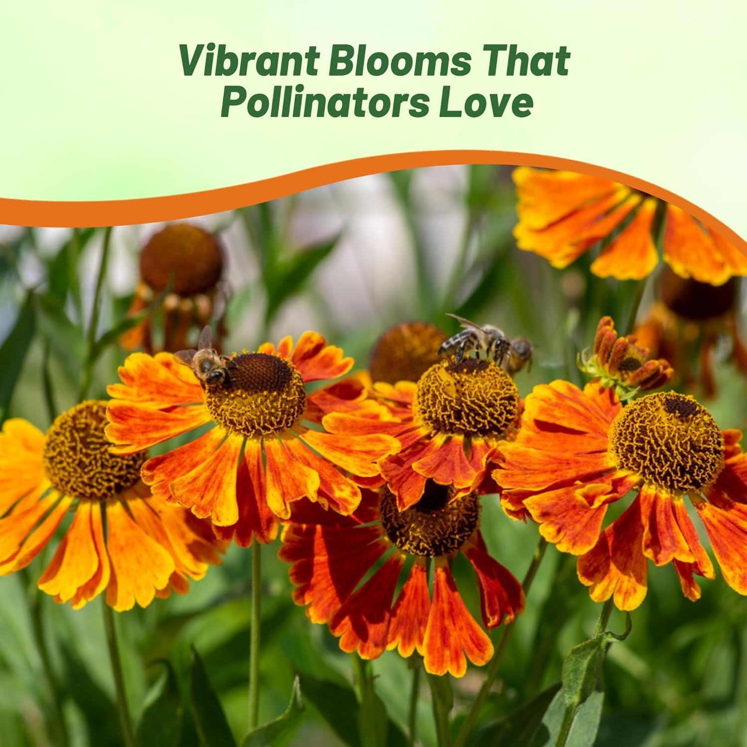 4000 Seeds Helenium Seeds – Sneezeweed Helenium Autumnale Flower Seed