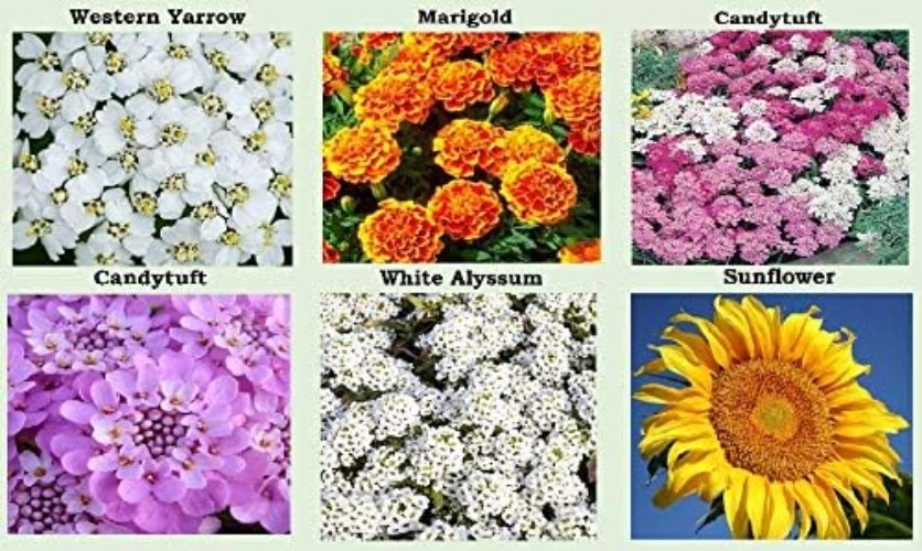 25 Pack Heirloom Flower Seeds – Colorful Varieties for Spring to Fall Bloom