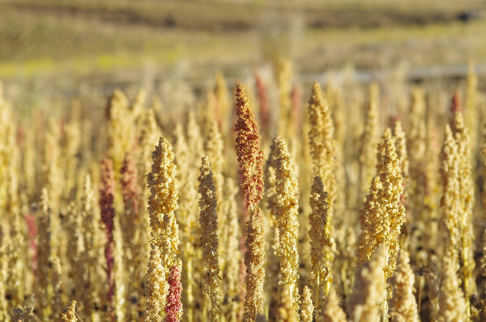 100 Organic PEPPERMINT QUINOA Grain Chenopodium Quinoa White Green – White Seeds