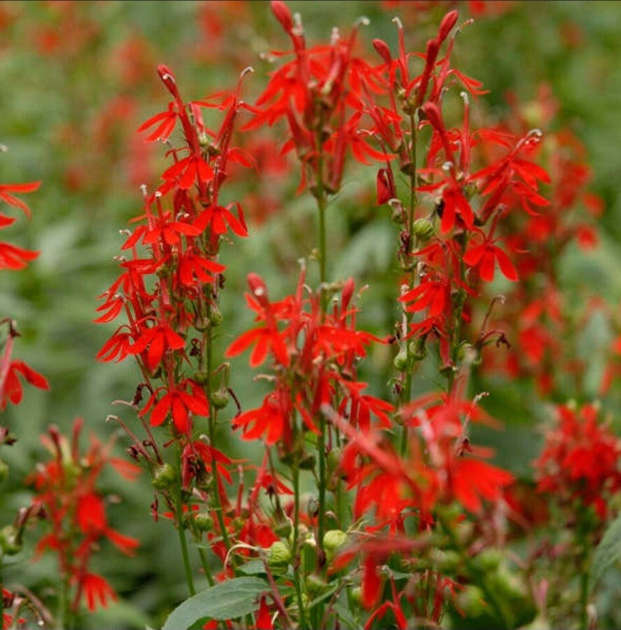 Lobelia, Red Cardinal Flower Seeds (Lobelia Cardinalis)