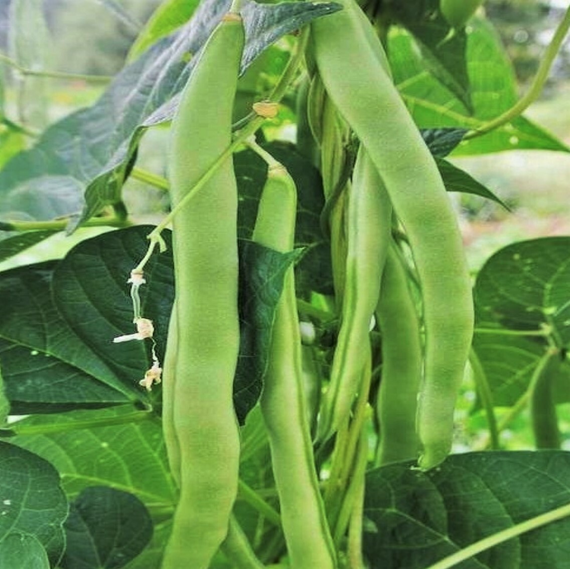 Lu Qing Romano Bean Seeds | Pole Beans Light Green Flat Runner Roma Seed 2023