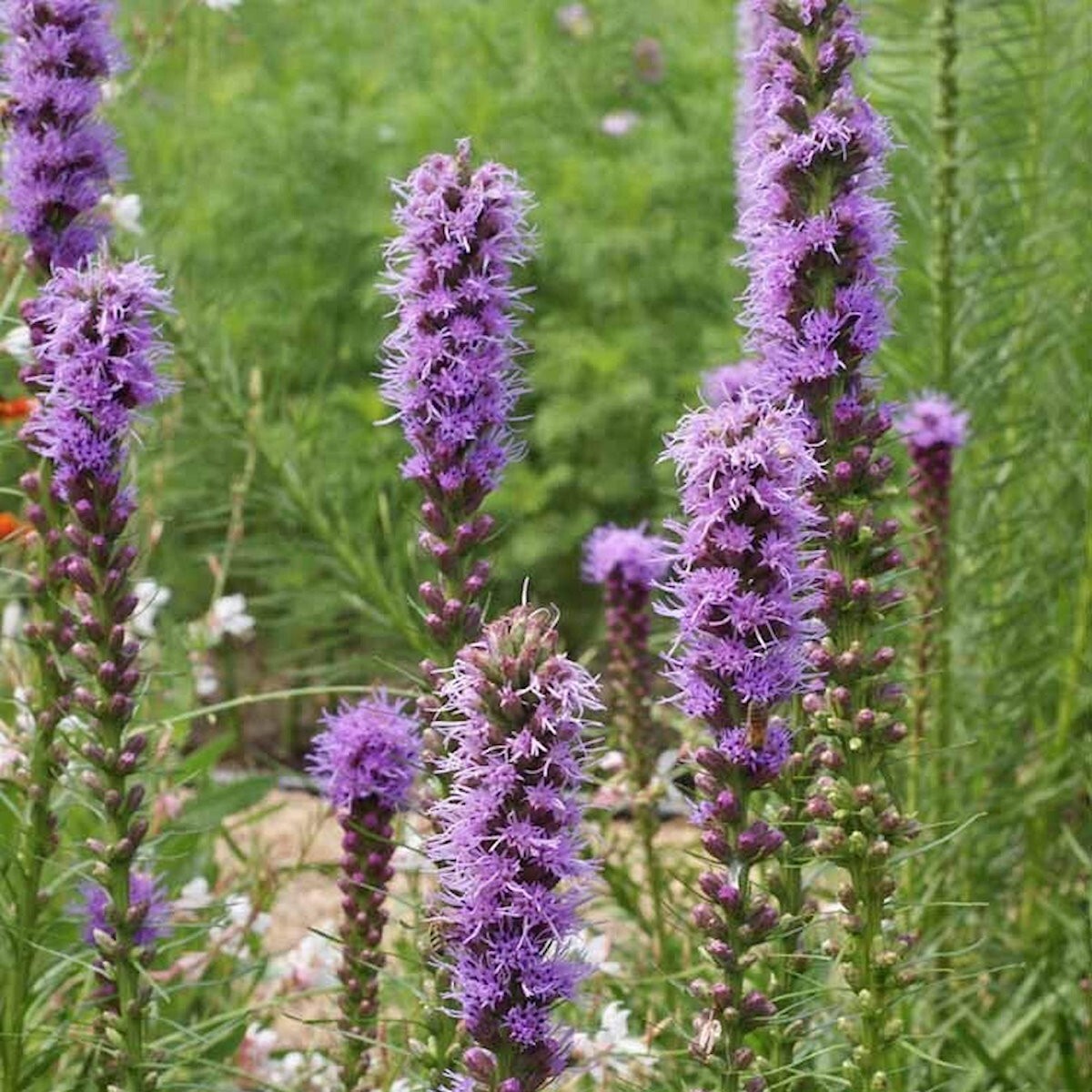 1 Oz Marsh Blazing Star Wildflower Seeds – Everwilde Farms Mylar Seed Packet