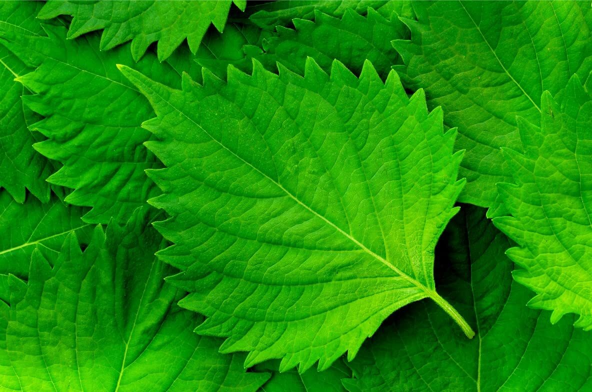 Green Shiso Seeds for Planting (200+ Seeds) Tangy Japanese Herb, Sushi Bar,Asian