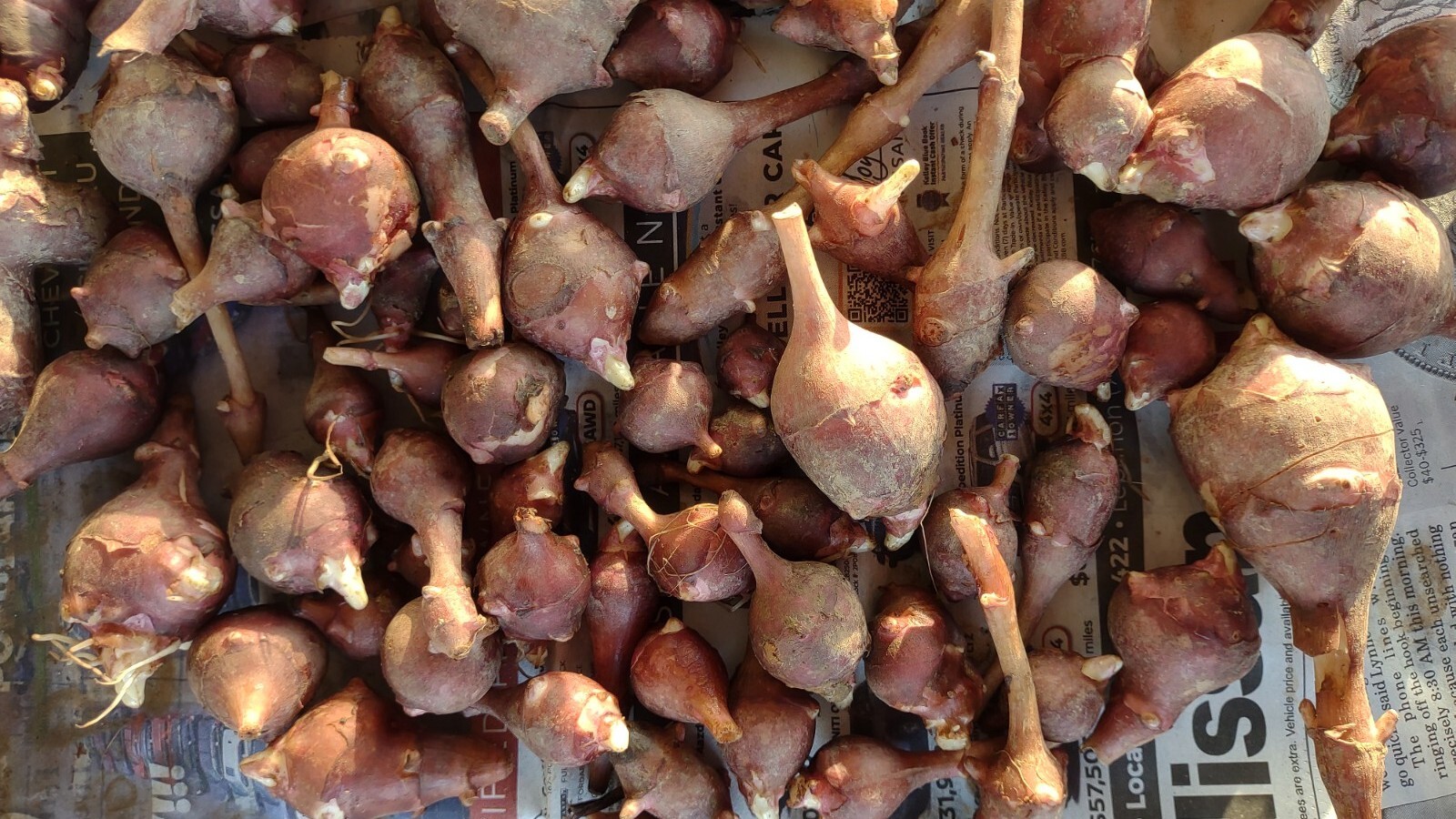 5 medium Small red organic Jerusalem Artichoke Tubers FOR PLANTING