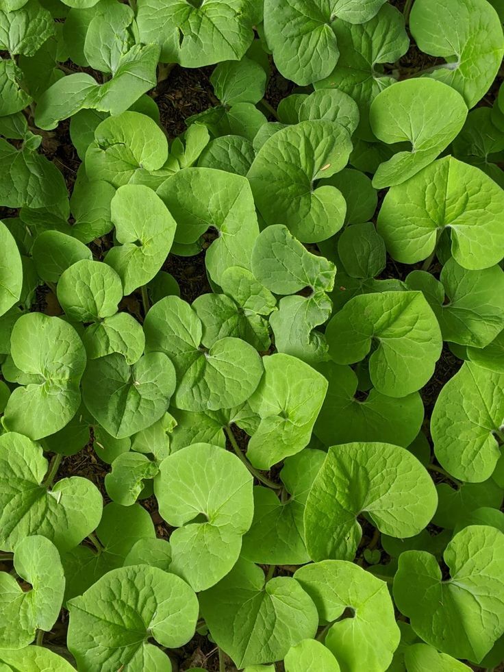 Wild Ginger (Asarum Canadense) | Bare-root