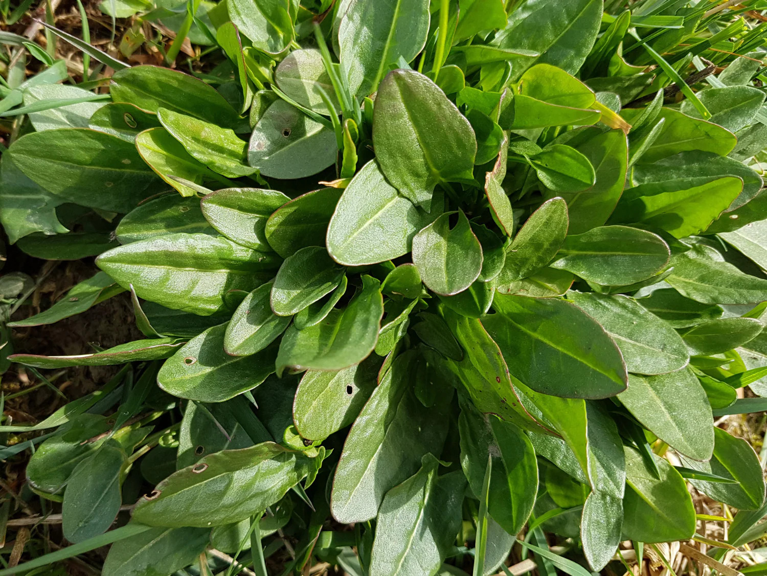 Large Leaf Sorrel Seeds | Roselle Sour Asian Jamaican Rau Chua Herb Seed 2024