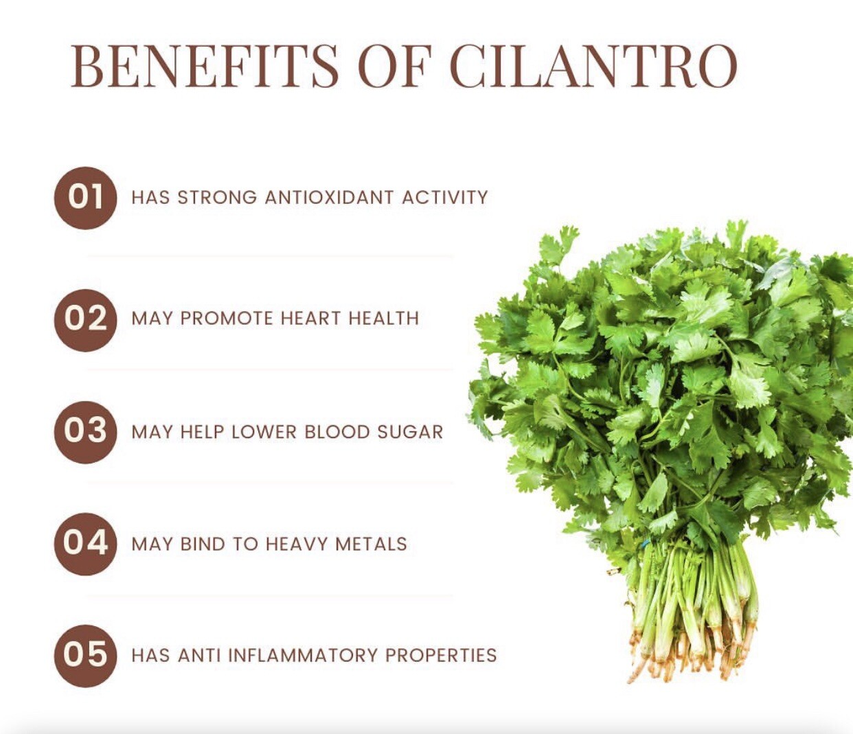 300 Fresh Cilantro/Coriander Seeds NON GMO-Open Pollinated-USA Seller