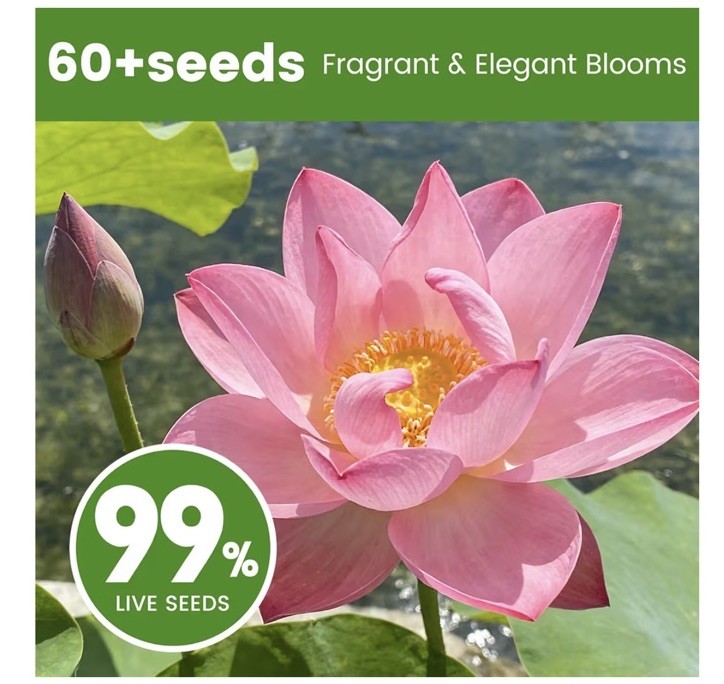 FRUiviTY Lotus Seeds 60+ Mixed Colors Nelumbo Fragrant Perennial Indoor/Out