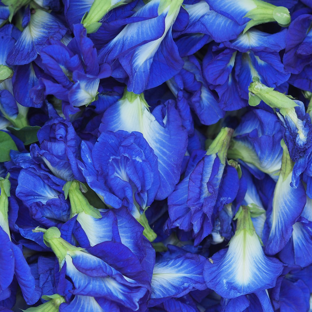 Fresh Butterfly Pea Seeds | Flower | Heirloom Non-GMO | Asian Flower Seeds