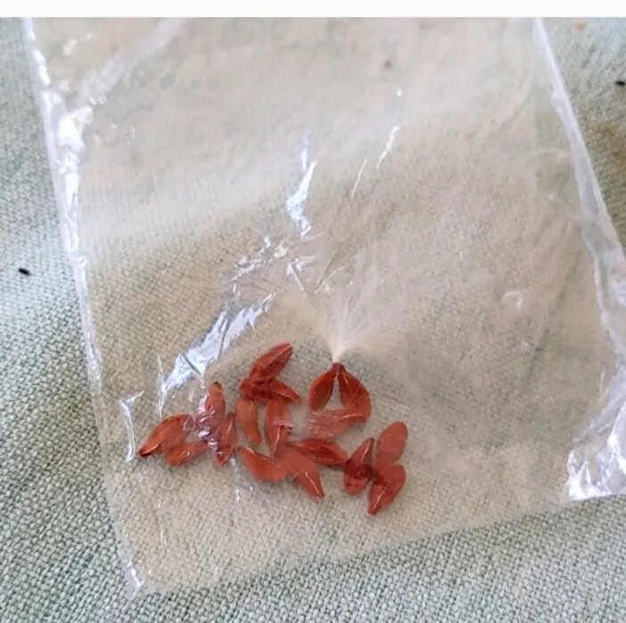 15 Rare Purple Alamanda Vine Seeds