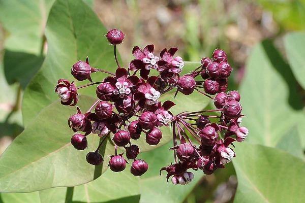 Asclepias cordifolia | Heartleaf Milkweed | 10 Seeds