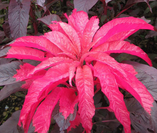 AMARANTHUS EARLY SPLENDOR Amaranthus Tricolor – 100 Seeds
