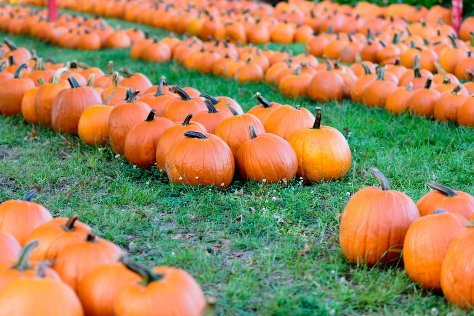 Connecticut Field Pumpkin Seeds, Traditional Pumpkin, Halloween, Pie, FREE SHIP