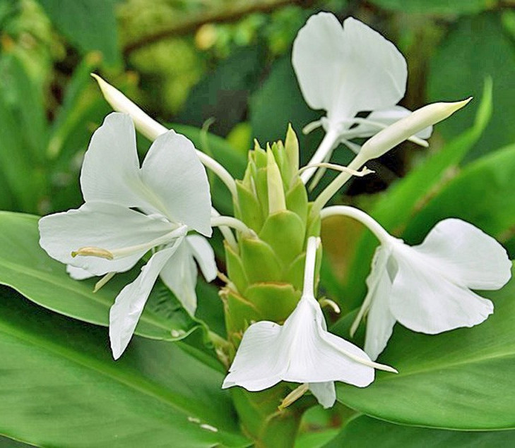 Hedychium coronarium | Butterfly Ginger | 5 Seeds