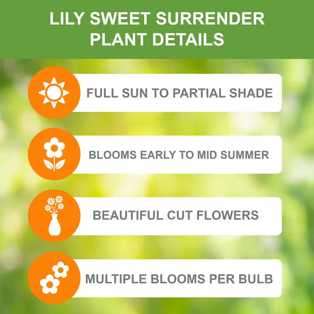 14/16 Cm, Asiatic Lily Sweet Surrender Flower Bulbs (Bag of 10)