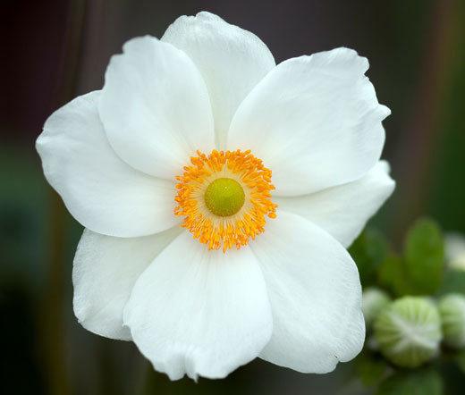 ANEMONE MADONNA Anemone Sylvestris – 20 Seeds