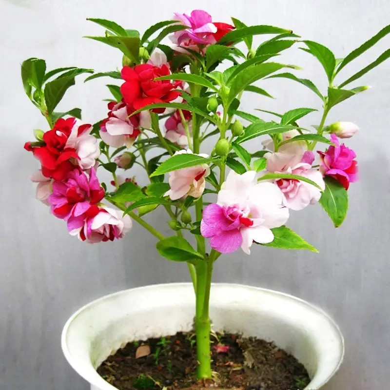 10 pcs Impatiens Balsamina Seeds-garden Potted Seeds