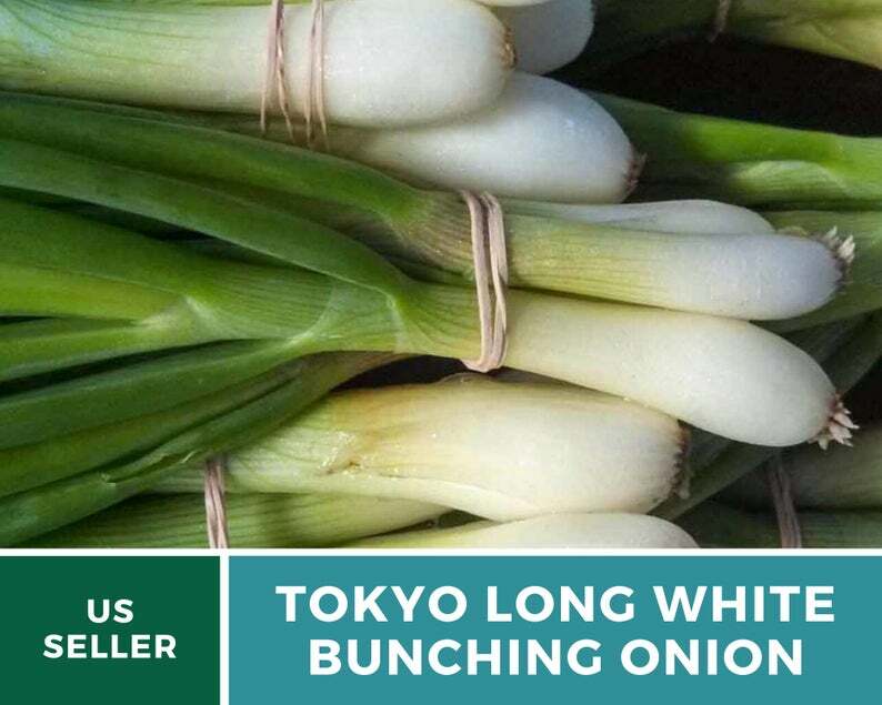 Onion, Tokyo Long White Bunching – 200 Seeds – Heirloom – Non-GMO (Allium cepa)