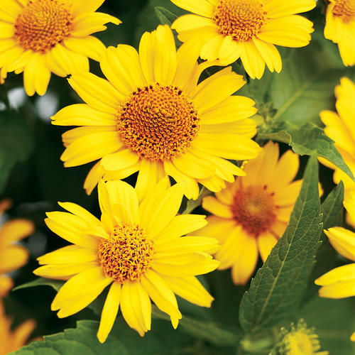 55 SEEDS – heliopsis FALSE SUNFLOWER – PERENNIAL – GroCo USA – BUY 15-SHIPS FREE