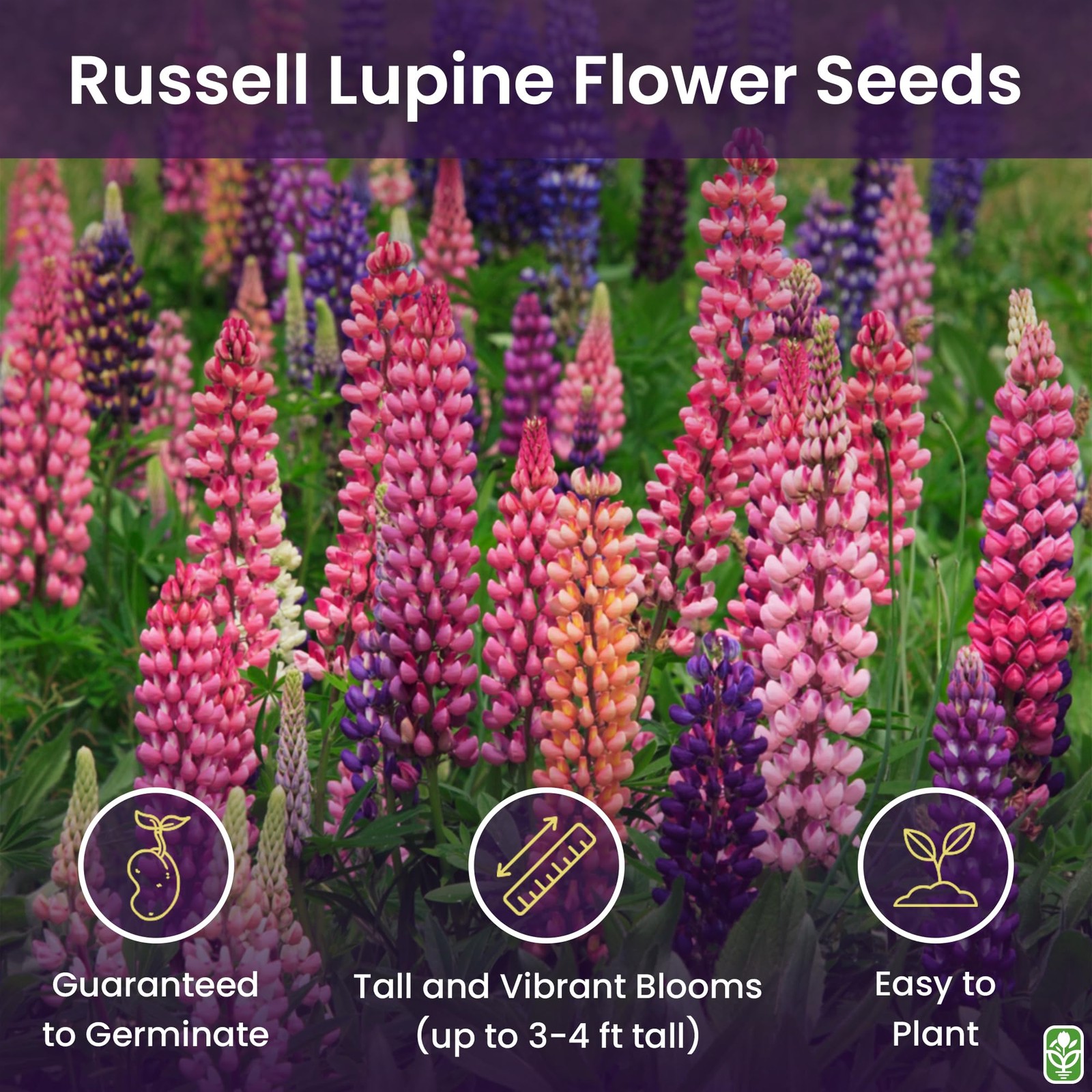 Russell Lupine Seeds Perennial – Grows 40 Tall – Perennial Wildflowers for