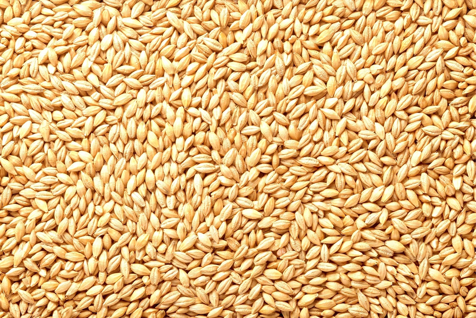 Barely Seeds | All Natural Whole Barley Seed for Juicing, Malt Brewing, Beer Mak
