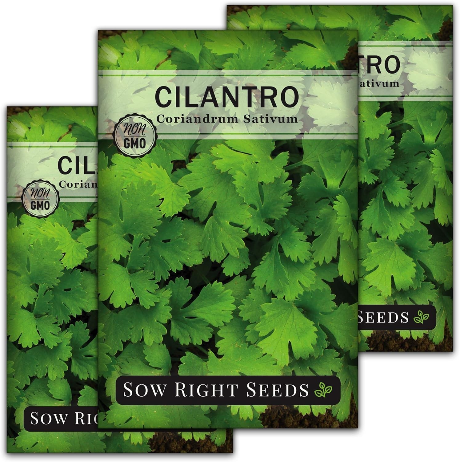 Kitchen Herb Garden Starter – Non-GMO Cilantro Seeds Perfect for Indoor/Outdoor