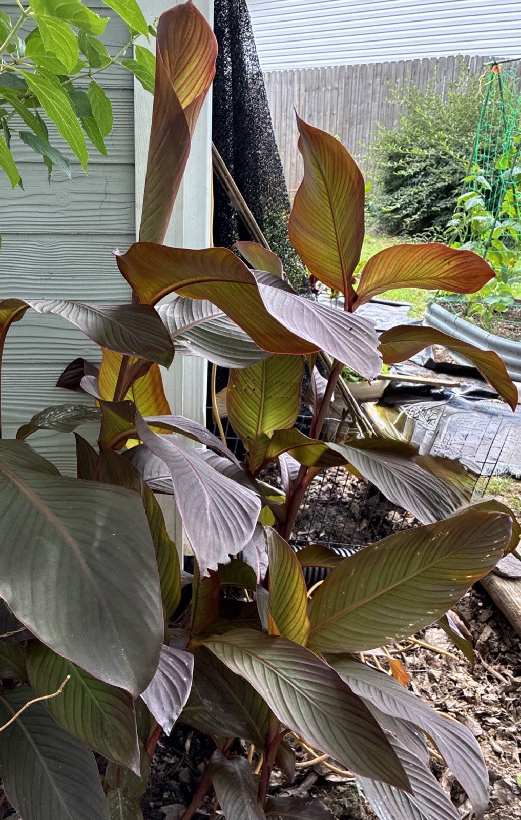 Canna – Tall Red Flower