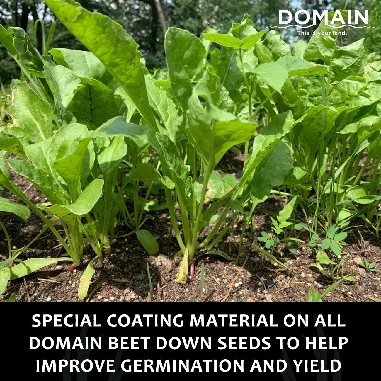 Outdoor Beet Down Food Plot Seed for Deer, 1/4 Acre, Nutrient-Rich Forage