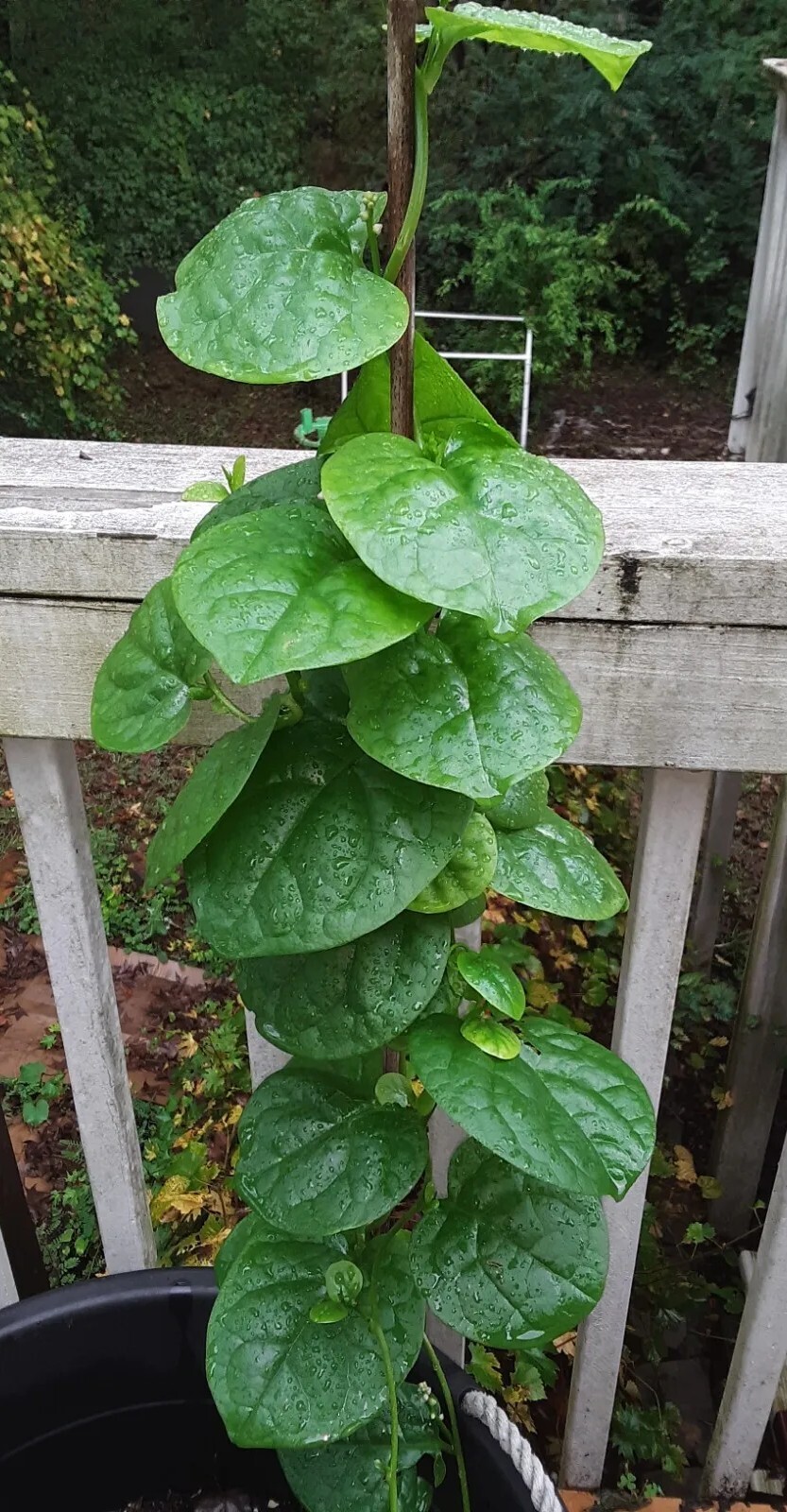 25+Green Malabar Spinach seeds(Asian spinach, MongToi Mu er cai ,Vine Spinach).