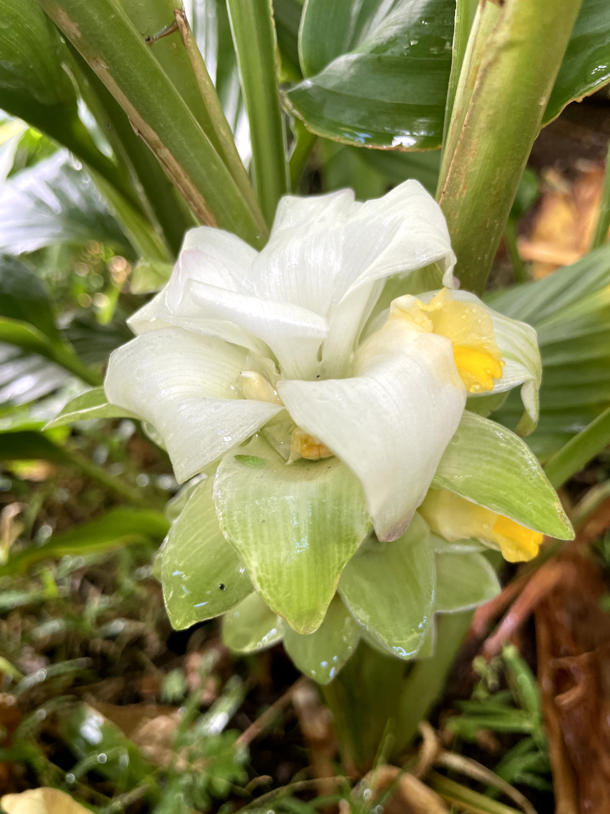 6 Hawaiian OLENA Turmeric Rhizomes Fresh Curcuma Longa Lead-Free Hawaii Grown
