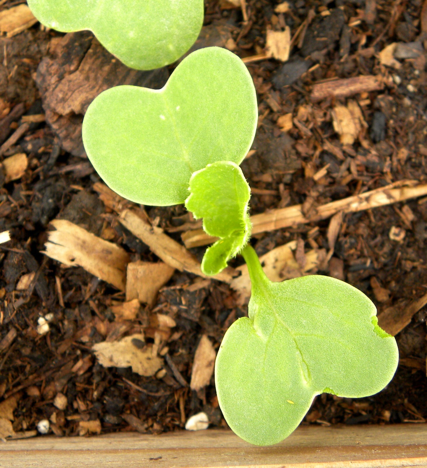 301+GERMAN GIANT RADISH Seeds Organic Heirloom Vegetable Mild Garden Container