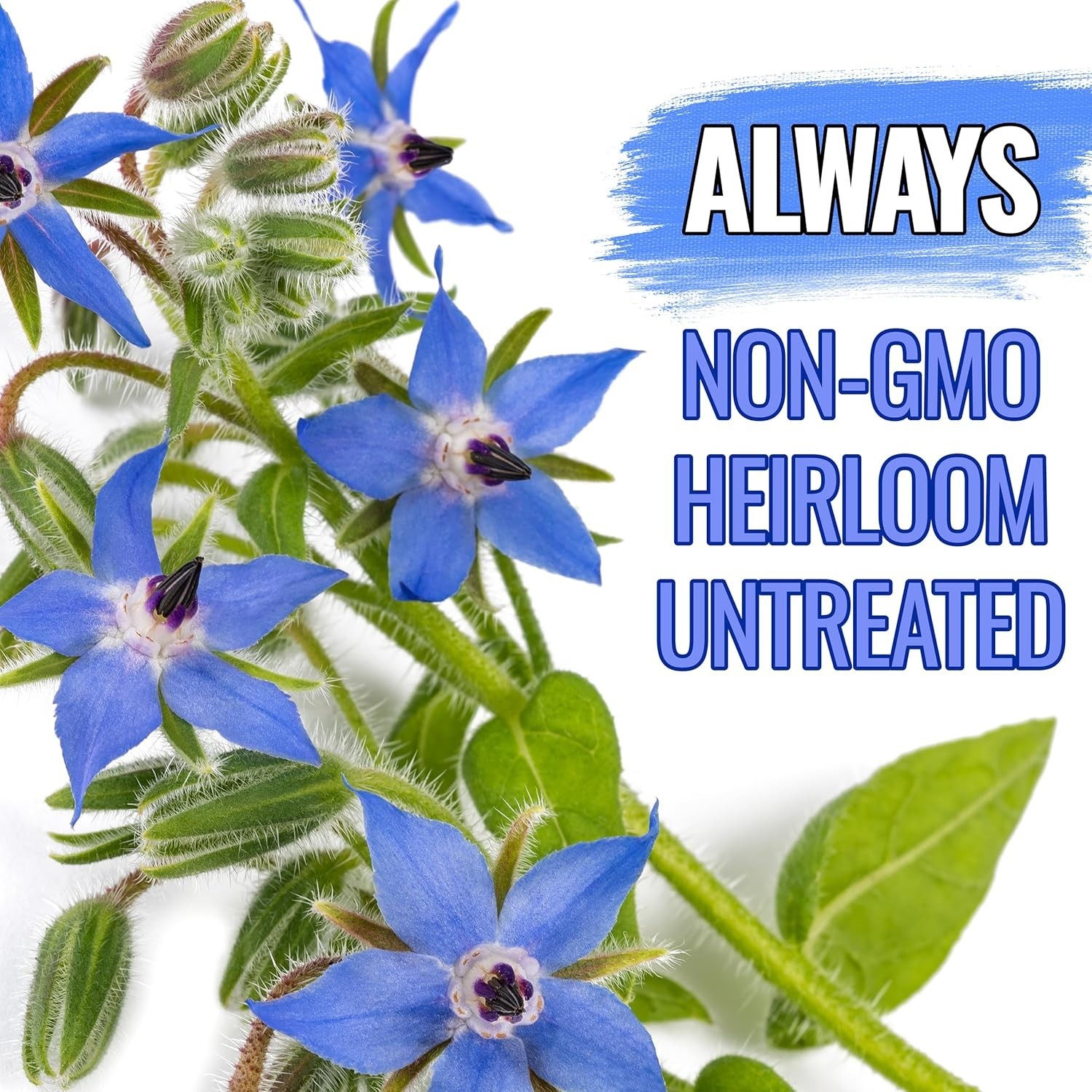 Borage Seeds for Planting Blue Star Flowers – Heirloom Non-GMO & Untreated – …