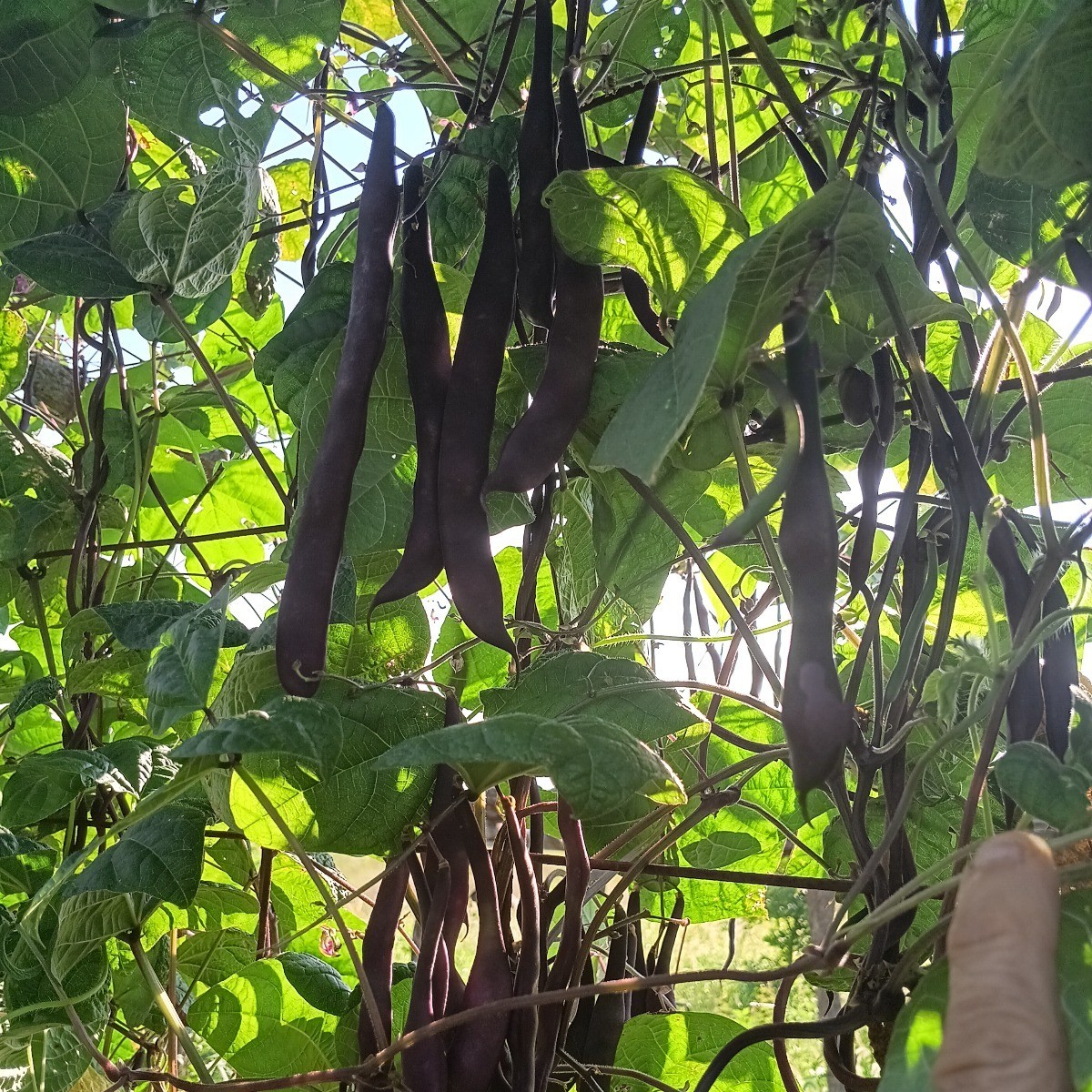Purple Podded Pole Bean ~ Heirloom ~ Organic ~ 30 or 100 seeds