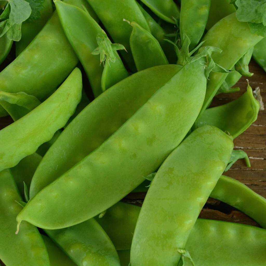 20 Organic Oregon Sugar Pod II Snow Pea Seeds | Non GMO