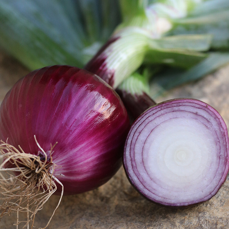 250 RUBY RED ONION SEEDS NON – GMO FRESH HARVEST FOR GARDENS
