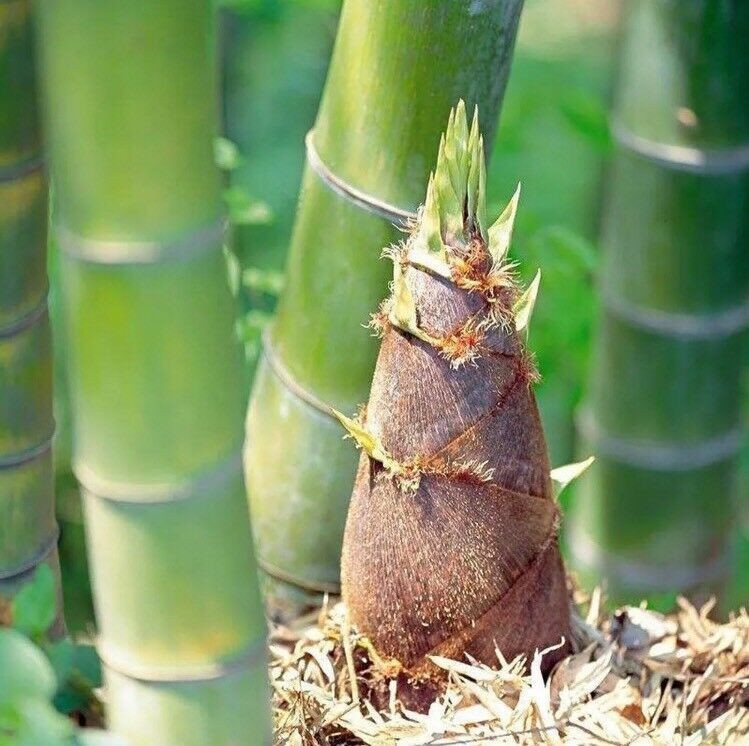 50+Giant Moso Bamboo Seeds Perennial evergreen Grows Edible Bamboo shoots USA