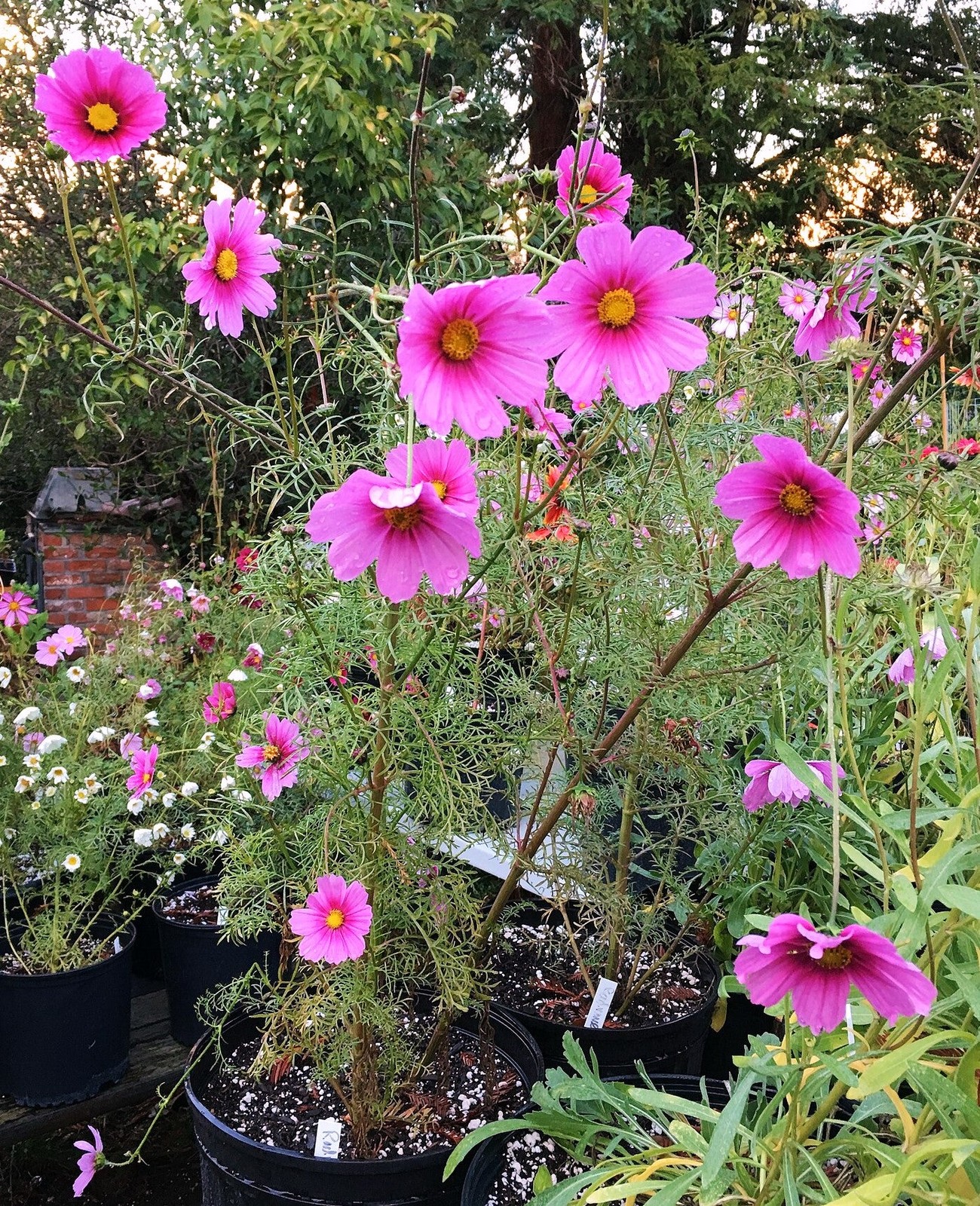 Pink Early Summer Cosmos (Dwarf) Seeds – For 2026 Planting Pink Wildflower