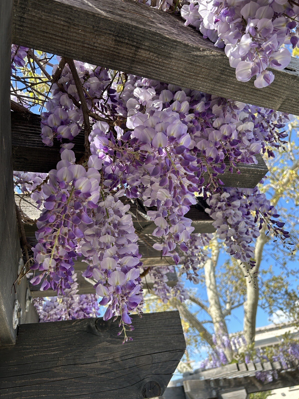 20 Dark Purple Chinese Wisteria Seeds Vine Climbing Flower Perennial Seed