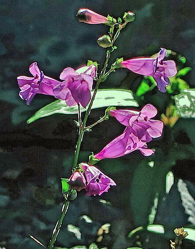 Penstemon azureus | Azure Penstemon | 10 Seeds