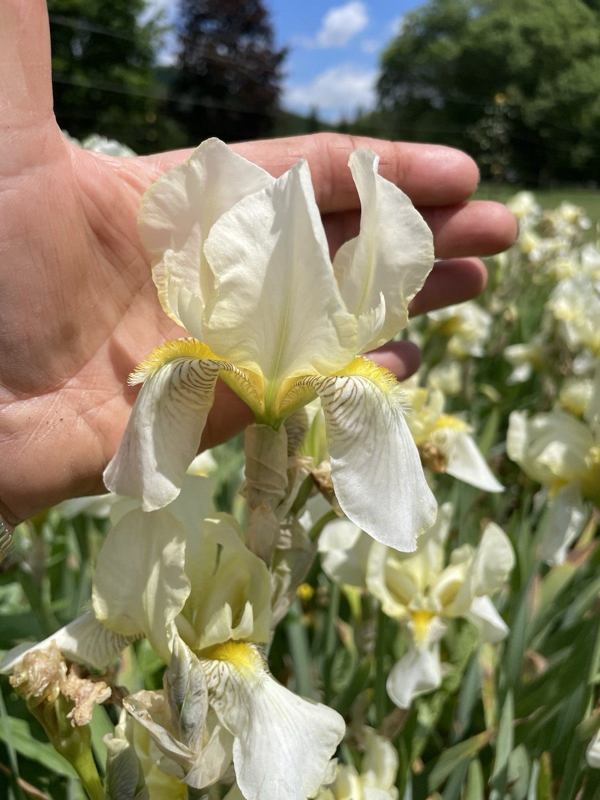 4 Pale Yellow Iris Talk Multi Blooming Rhizomes Bulbs Deer Resistant Easy Grower