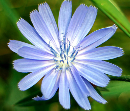 CHICORY Cichorium Intybus – 10,000 Bulk Seeds