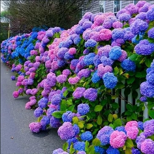 30pcs Blue Pink Purple Hydrangea Seeds – Stunning and Resilient Perennial