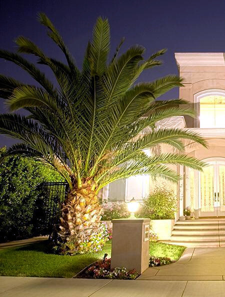 10 Jelly Pindo Palm Tree Seeds (Butia capitata) Cold Hardy Tropical Fruit Plant