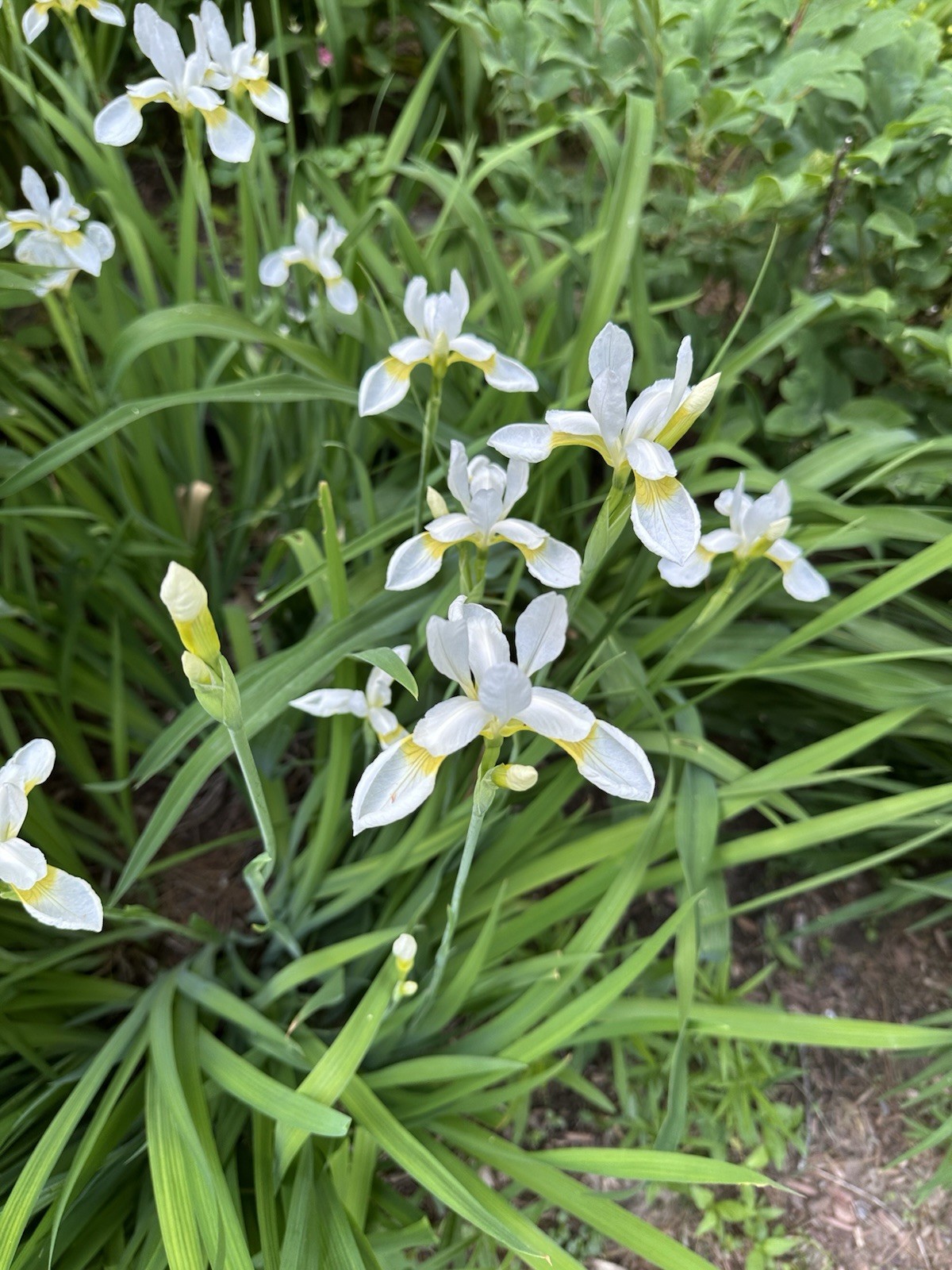 5 Siberian Iris Rhizomes White Siberian Iris Plants Bulbs Rhizomes With Foliage